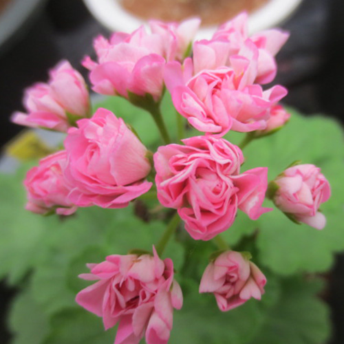 스완랜드 핑크(Swanland pink/Australien pink rosebud)